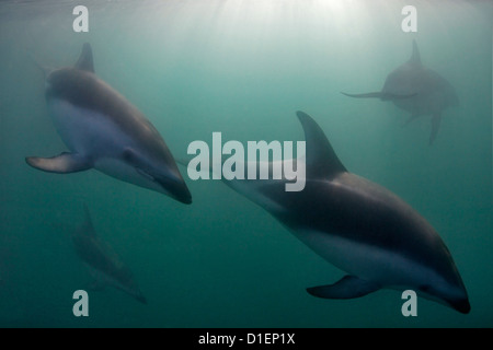 Dusky dolphins (Lagenorhynchus obscurus), Kaikoura, South Island, New Zealand, Pacific Ocean, underwater shot Stock Photo