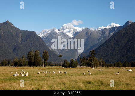 Fox Glacier sourrounded by mountains and grasslands with of sheep, South Island, New Zealand Stock Photo