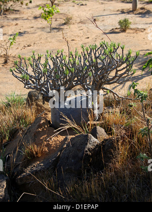 Elephant's Foot Plant, Pachypodium rosulatum var. gracilis, Apocynaceae. Ranohira, Isalo National Park, Madagascar, Africa. Stock Photo