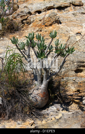 Elephant's Foot Plant, Pachypodium rosulatum var. gracilis, Apocynaceae. Ranohira, Isalo National Park, Madagascar, Africa. Stock Photo