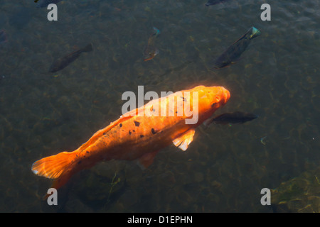 Colorful golden Chinese fish - koi or carp in dark water Stock Photo