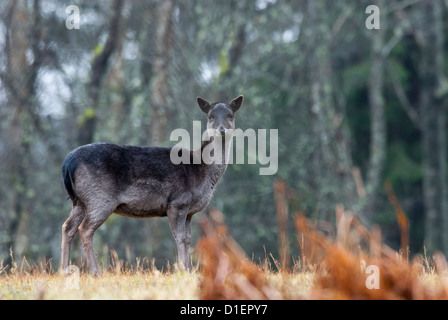 Fallow deer Dama dama female Stock Photo
