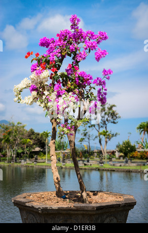 Many colored flowers of Bougainvillea spectabilis in the pot with pond and blue sky on background Stock Photo