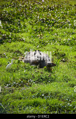Vertical close up of a water buffalo with mynah birds sitting on its back wading through water in Kerala. Stock Photo