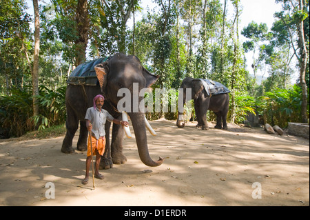 Horizontal portrait of Indian elephants and their mahout standing in the jungle. Stock Photo