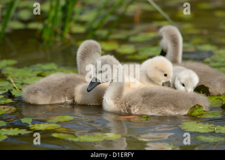 Group of Mute Swan chicks (Cygnus olor) floating on water Stock Photo