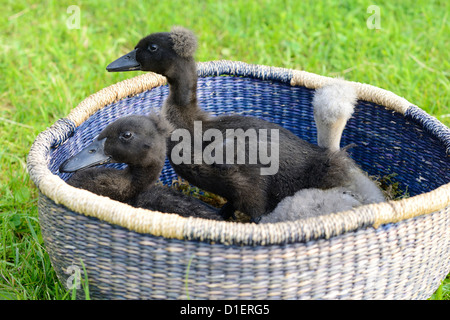 Three Indian Runner Duck chicks in a basket Stock Photo