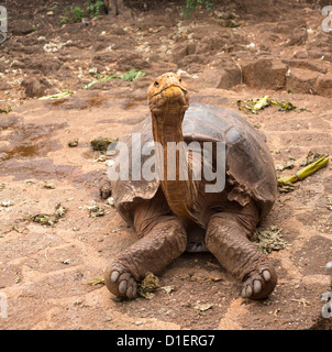 Large Galapagos giant tortoise or turtle unique to Galapagos Islands Stock Photo