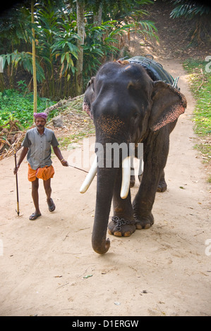 Vertical elevated portrait of an Indian elephant and his mahout preparing for a trek through the jungle at a tourist atttraction Stock Photo