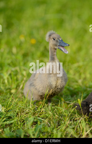 Indian Runner Duck chick on meadow Stock Photo