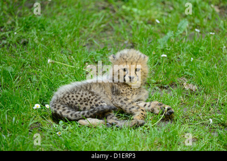 Young cheetah (Acinonyx jubatus) lying on meadow Stock Photo