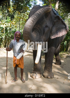 Vertical portrait of an Indian elephant with his trunk up and his mahout standing in the jungle. Stock Photo