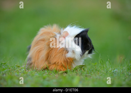 Guinea pig on meadow Stock Photo