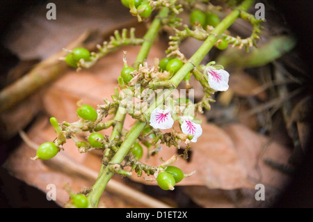 Horizontal close up of a flowering Green cardamom, True cardamom or Ceylon cardamom (Elettaria cardamomum) plant in India Stock Photo