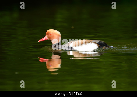 Red-crested Pochard (Netta rufina) floating on water Stock Photo