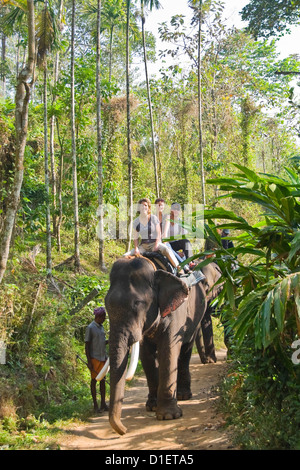 Vertical portrait of Western tourists enjoying a trek through the jungle on Indian elephants. Stock Photo