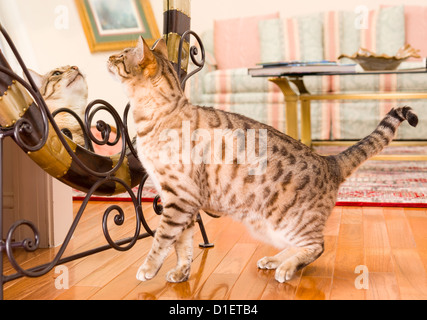 Orange and brown bengal kitten cat looking at reflection in mirror Stock Photo