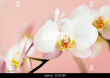 White orchids flowers on pink background Stock Photo