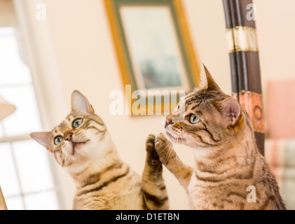 Orange and brown bengal kitten cat looking at reflection in mirror Stock Photo