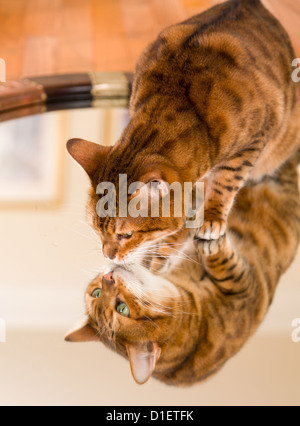 Orange and brown bengal kitten cat looking at reflection in mirror Stock Photo