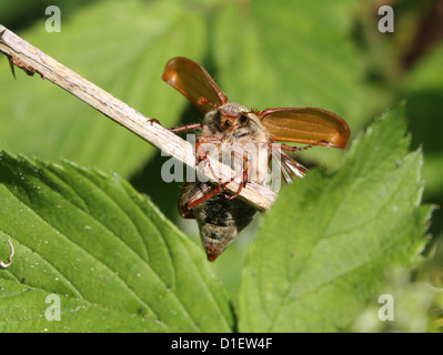 Detailed macro of a cockchafer beetle (Melolontha melolontha, also known as may bug) with  wings folded open Stock Photo