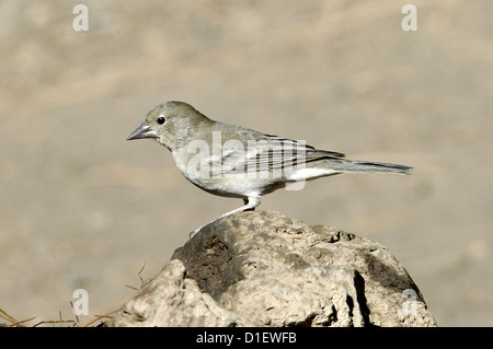 Blue Chaffinch (Fringilla  teydea), female, Tenerife, Canary Islands Stock Photo