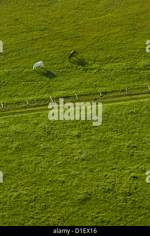 Two horses on green meadow, aerial photo Stock Photo
