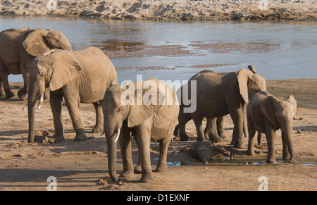 Herd of elephants by shoreline of Uaso Nyiro River, drinking from holes they dug