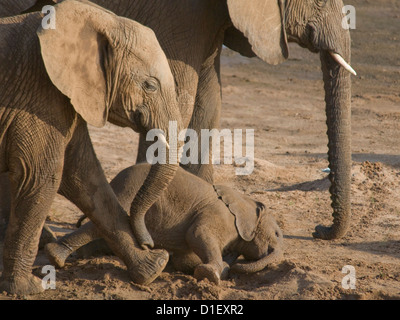 Elephants by shoreline of Uaso Nyiro River-baby lying down Stock Photo