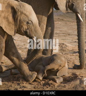 Elephants by shoreline of Uaso Nyiro River-baby lying down Stock Photo