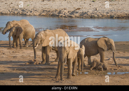 Elephants by shoreline of Uaso Nyiro River, drinking from holes they dug-baby lying down