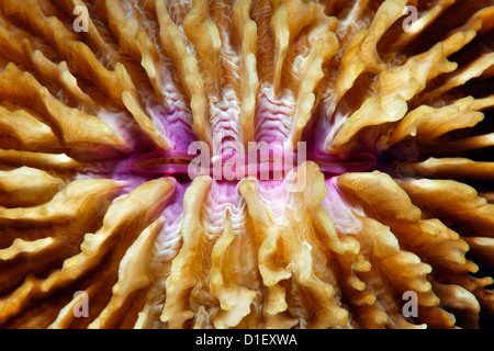 Vaughan's Razor Coral (Cycloseris vaughani), Pemuteran, Bali, Indonesia, Pacific Ocean, underwater shot Stock Photo