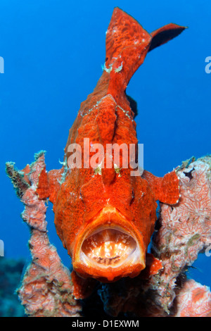 Giant frogfisch (Antennarius commersoni) on a coral, near Pemuteran, Bali, Indonesia, Pacific Ocean, underwater shot Stock Photo