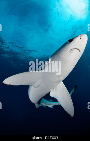 Blue Shark (Prionace glauca), Cape Point, Cape Town, South Africa, Atlantic Ocean, Indian Ocean, underwater shot Stock Photo