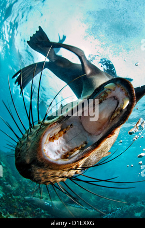 Brown fur seal (Arctocephalus pusillus) with mouth open, False Bay, Cape Town, South Africa, Atlantic Ocean, underwater shot Stock Photo