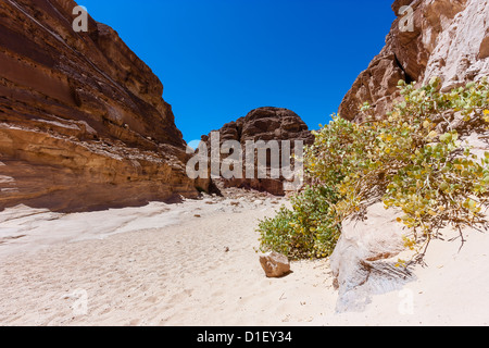 A lonely bush in a sandy desert canyon Stock Photo