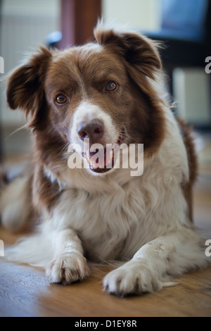 Border Collie lying on floor Stock Photo
