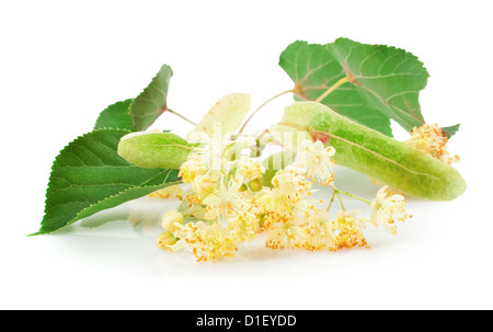 Branch of linden flowers isolated on white background Stock Photo