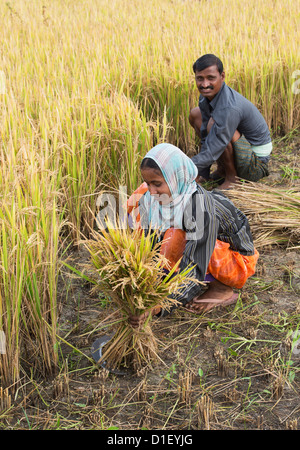 Indian man cutting rice plants in a paddy field. Andhra Pradesh, India ...