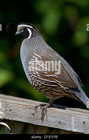 California Quail (Callipepla californica) adult male perched on a fence in Nanaimo, Vancouver Island, BC, Canada in May Stock Photo