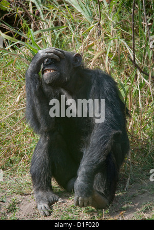 chimpanzee scientific name