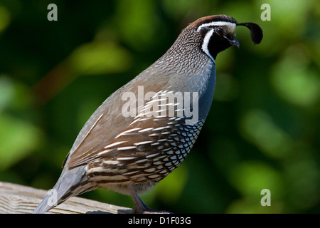 California Quail (Callipepla californica) adult male perched on a fence in Nanaimo, Vancouver Island, BC, Canada in May Stock Photo