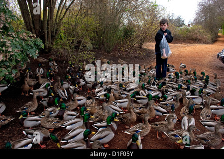 A young boy feeding the ducks, mostly Mallards ((Anas platyrhynchos) at Kings Pond, Victoria, Vancouver Is. BC, Canada in March Stock Photo