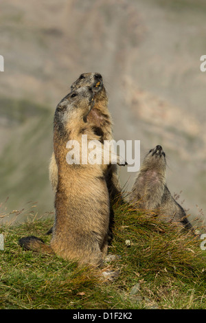 Three Alpine marmots (Marmota marmota) Stock Photo