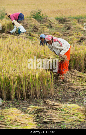 Indian men and women cutting rice plants by hand at harvest time ...