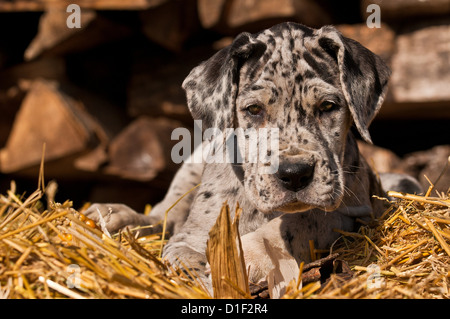 Great Dane puppy in straw, portrait Stock Photo