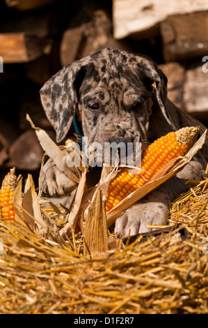 Great Dane puppy in straw, portrait Stock Photo