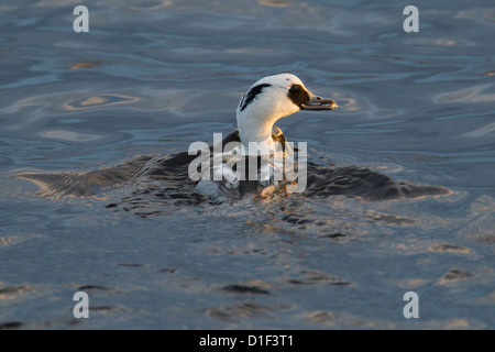 Drake Smew (Mergellus albellus), Clickimin Loch, Lerwick, Shetland, Scotland, UK Stock Photo