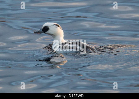 Drake Smew (Mergellus albellus), Clickimin Loch, Lerwick, Shetland, Scotland, UK Stock Photo