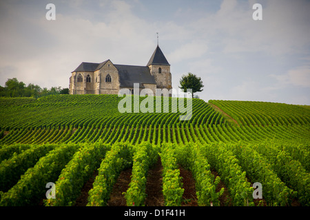 Champagne vineyards, rows of vines with church and lone tree on horizon. Stock Photo